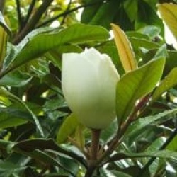 Magnolia grandiflora 'Saint Mary'
