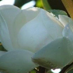Magnolia grandiflora 'Saint Mary'