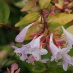 Abelia x grandiflora 'Francis Masson'