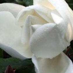 Magnolia persistant Victoria