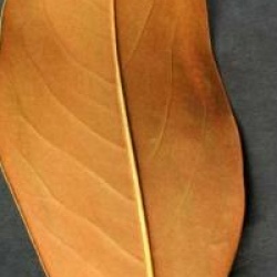 Magnolia grandiflora 'Victoria'