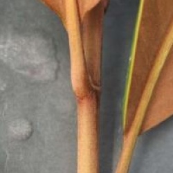 Magnolia grandiflora 'Victoria'