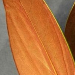 Magnolia grandiflora 'Victoria'