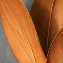 Magnolia grandiflora 'Victoria'