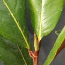 Magnolia grandiflora 'Victoria'