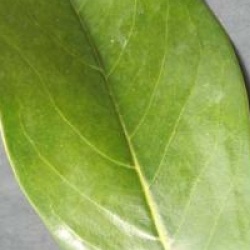 Magnolia grandiflora 'Victoria'