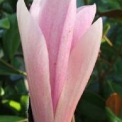 Magnolia 'Heaven Scent'
