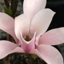 Magnolia 'Heaven Scent'