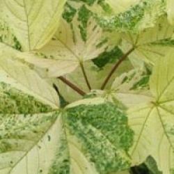 �rable sycomore panach�