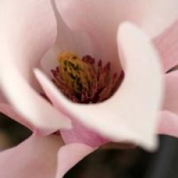 Magnolia 'Heaven Scent'