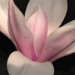 Magnolia 'Heaven Scent'