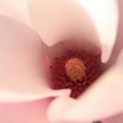 Magnolia 'Heaven Scent'