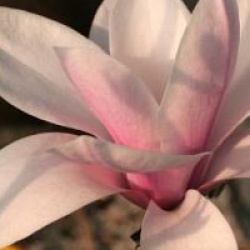 Magnolia 'Heaven Scent'