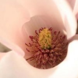 Magnolia 'Heaven Scent'