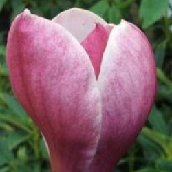 Magnolia Joe Mc Daniel