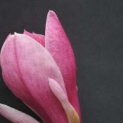 Magnolia 'Joe Mc Daniel'