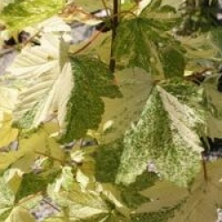 Acer pseudoplatanus 'Simon-Louis Fr�res'