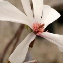 Magnolia kobus