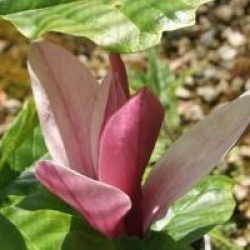 Magnolia liliiflora 'Nigra' - Magnolia liliiflora Nigra
