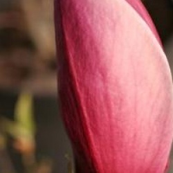 Magnolia liliiflora 'Nigra'