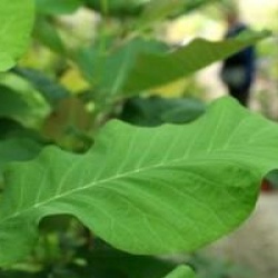 Magnolia macrophylla 