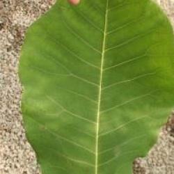 Magnolia macrophylla subsp. dealbata