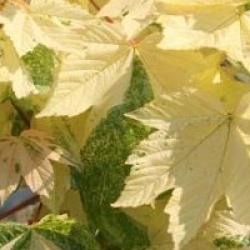 Acer pseudoplatanus 'Simon-Louis Fr�res'