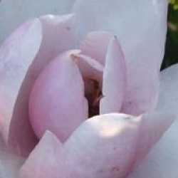 Magnolia Princesse Margaret