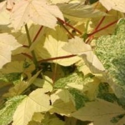 Acer pseudoplatanus 'Simon-Louis Fr�res'