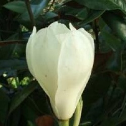 Magnolia 'Sayonara'