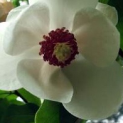 Magnolia sieboldii  - Magnolia parviflora  