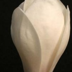 Magnolia sieboldii 