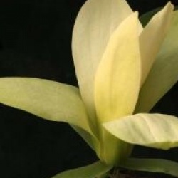Magnolia 'Solar Flair'