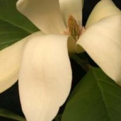 Magnolia 'Solar Flair'