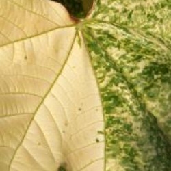 Acer pseudoplatanus 'Simon-Louis Fr�res'