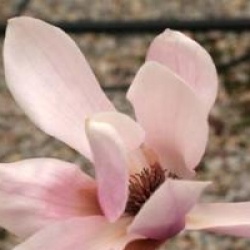 Magnolia 'Star Wars'