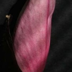 Magnolia 'Star Wars'