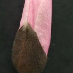 Magnolia 'Star Wars'