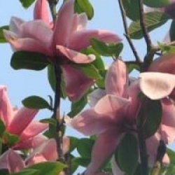 Magnolia 'Star Wars'