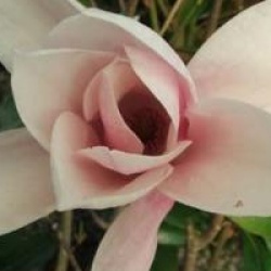 Magnolia 'Star Wars'
