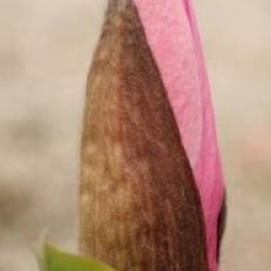 Magnolia 'Star Wars'