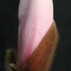 Magnolia stellata 'Centennial'