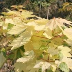 Acer pseudoplatanus 'Simon-Louis Fr�res'