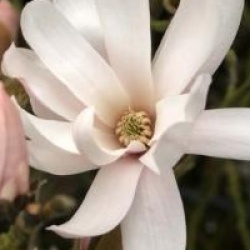 Magnolia stellata 'Centennial'