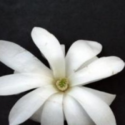 Magnolia stellata