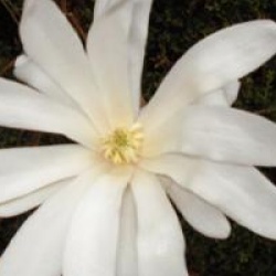 Magnolia stellata