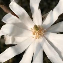 Magnolia stellata