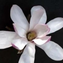 Magnolia stellata 'Rosea'