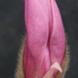 Magnolia stellata 'Rosea'