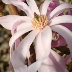 Magnolia stellata 'Rosea'